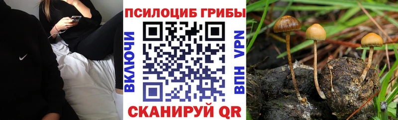 Псилоцибиновые грибы Cubensis  Купить где  Курильск 